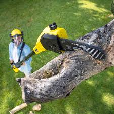 Reliable Bishop, TX Tree Services Solutions